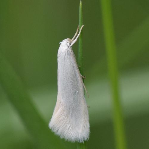 Elachista argentella